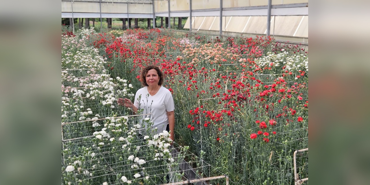 BATEM, Fusarium Hastalığına Dayanıklı Yerli Karanfil Çeşidi Geliştirdi