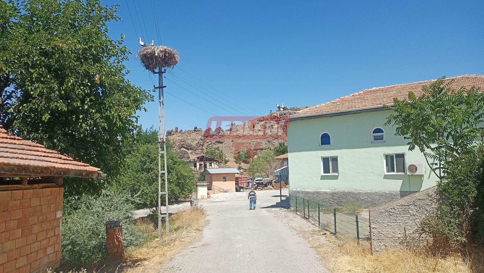 Osmancıkta Leylek Yoğunluğu 2