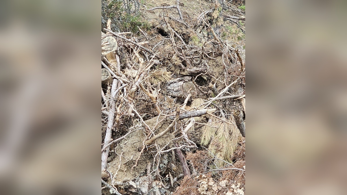 Bolu Ormanında Vaşak Ailesi Görüntülendi