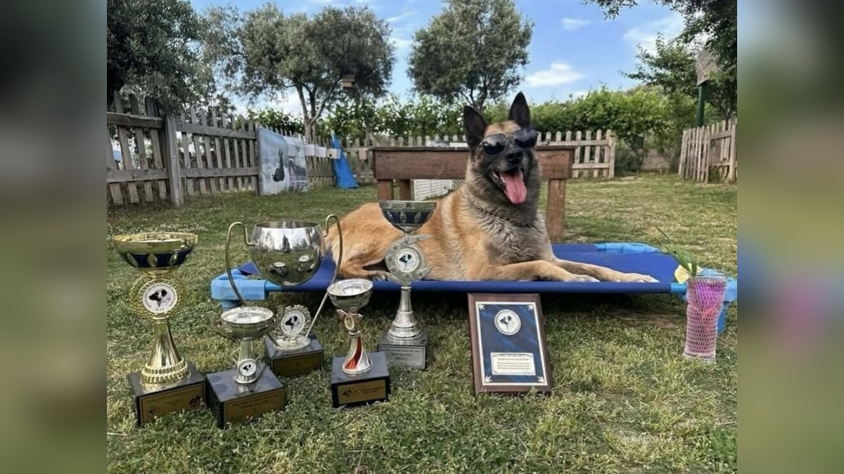 Kuşadası'nda kahraman köpek Bob öldü