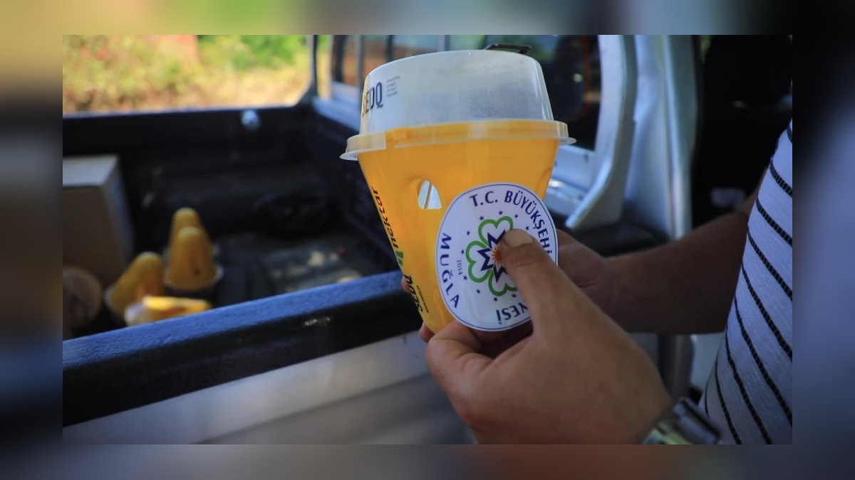 Muğla'da Akdeniz meyve sineğiyle feromon tuzaklarla mücadele