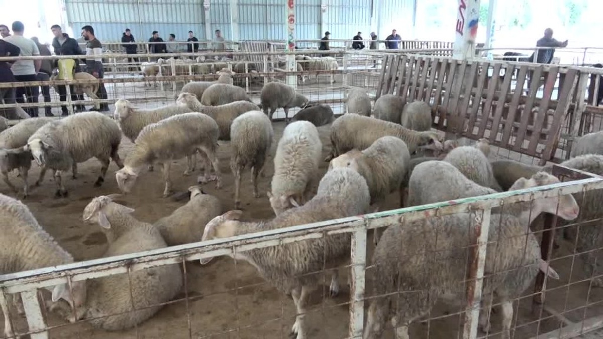 Nazilli'de Kurbanlık Satışları Durgun: 'Millet Bitik Durumda'