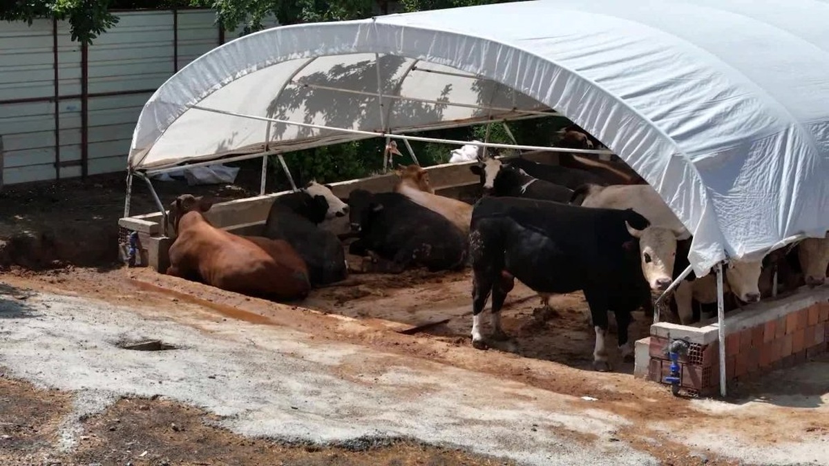 Beykoz'da Kurban Bayramı denetimleri başladı: 139 kesim yeri kontrol ediliyor