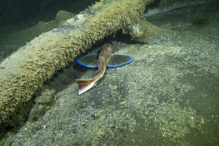 Marmara Depremi'nin deniz altındaki izleri görüntülendi