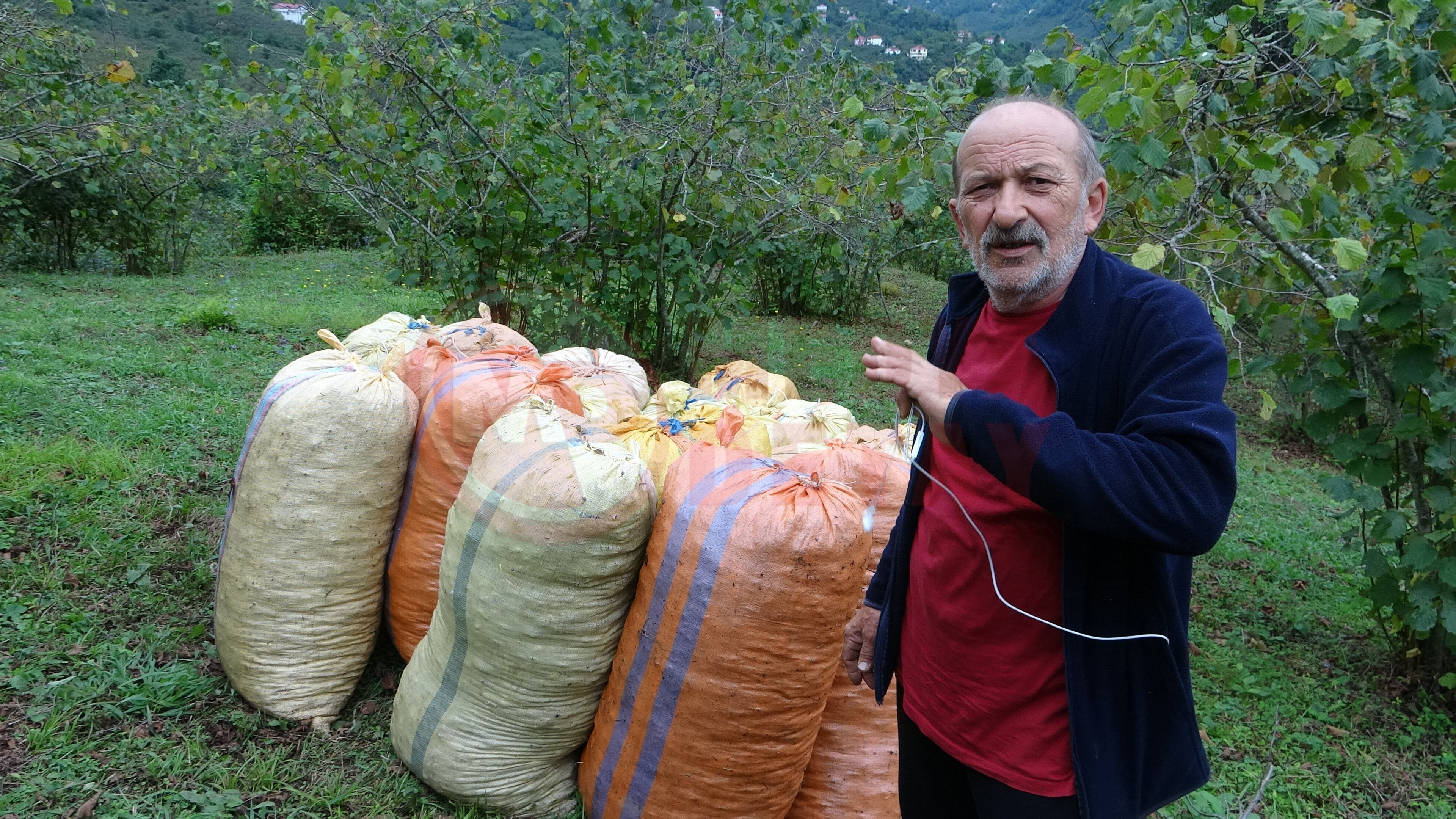 Findik (6)-1