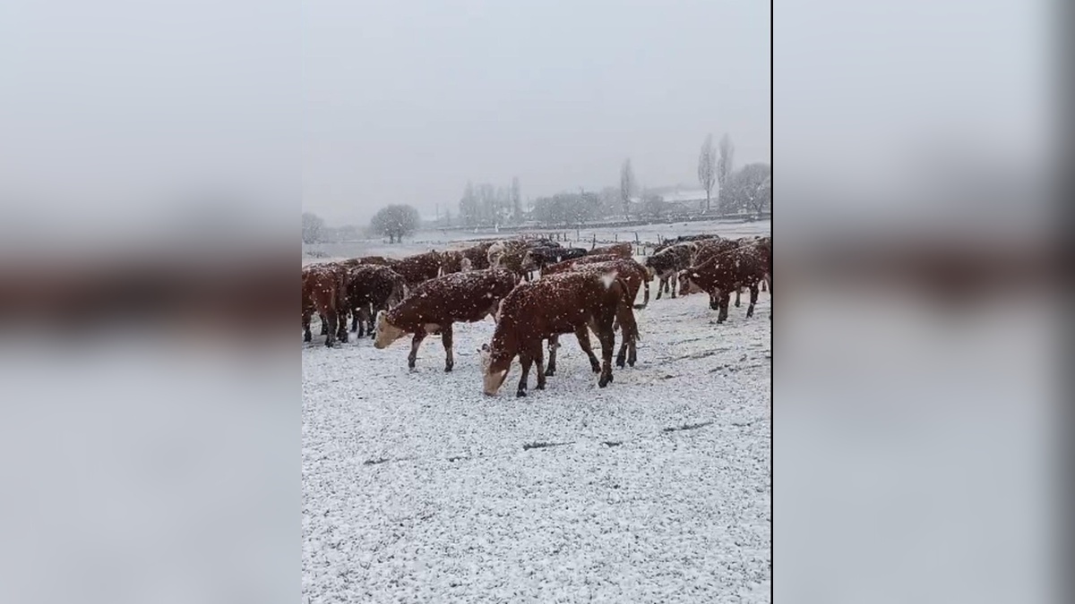 Ardahan'da Sulakyurt Köyü Sürüsü Kar Yağışına Yakalandı