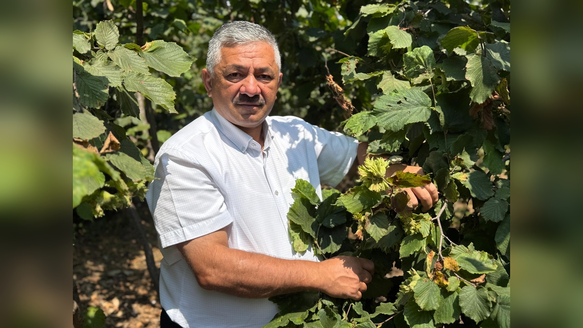 Ordu'da fındık rekoltesinde büyük düşüş: 64 bin tona kadar gerileme
