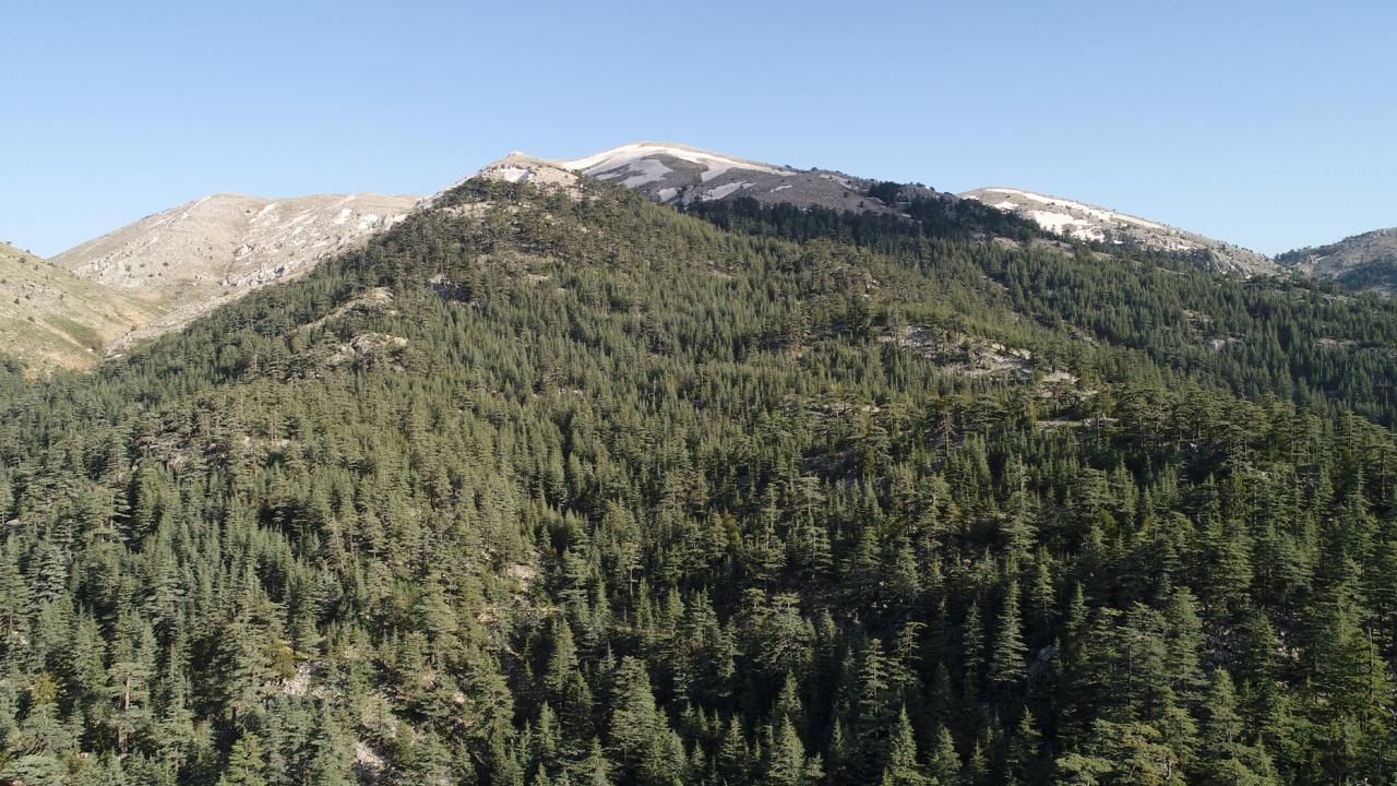 Sedir Ormanlari Dha 1493229