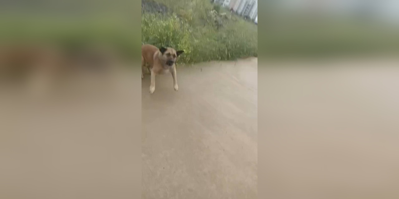 Avcılar'da kursa giden Zehra Küçük'e sokak köpekleri saldırdı