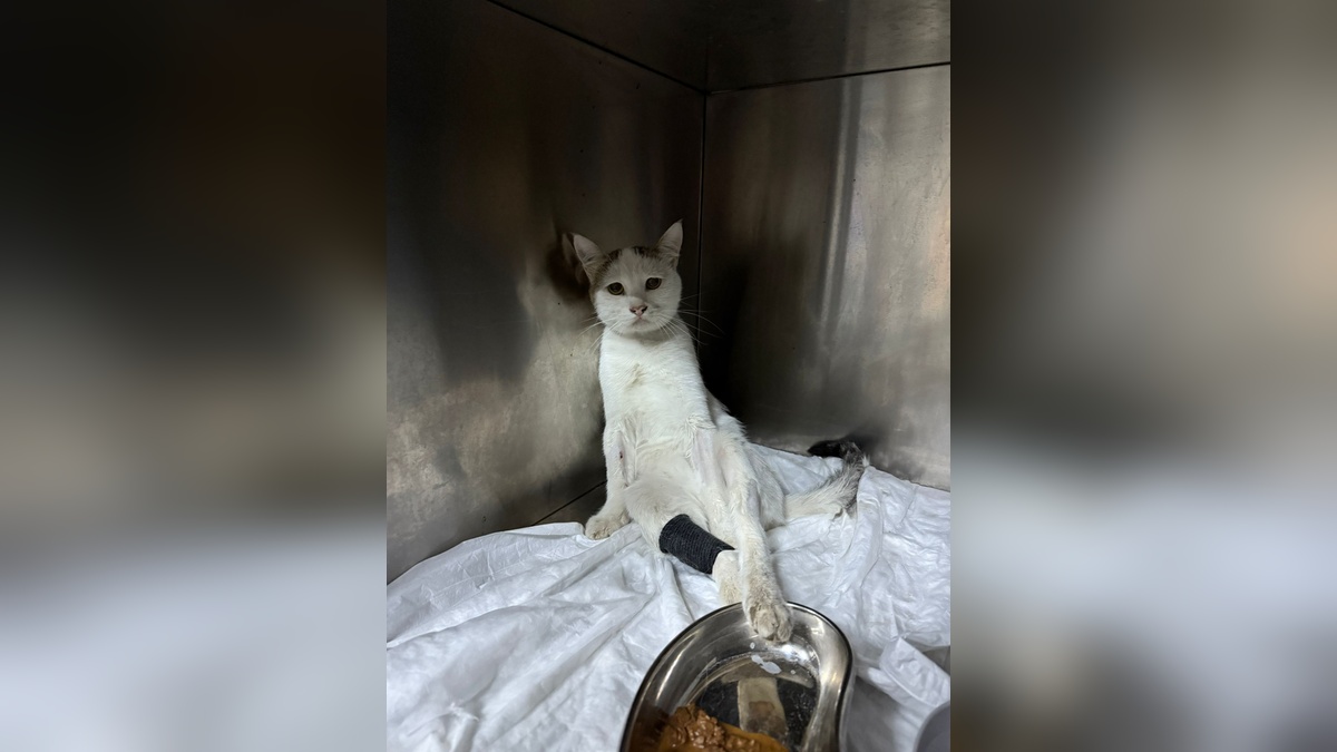 Burdur'da yaralı kedi tedavi edildi: Havalı tüfek mermisi ameliyatla çıkarıldı