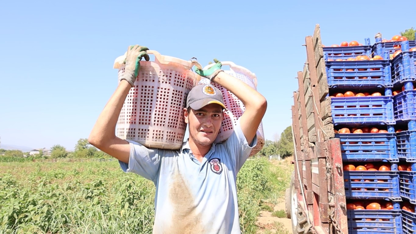 Domates işçileri çöl sıcaklarında saati 250 TL’ye ter döküyor