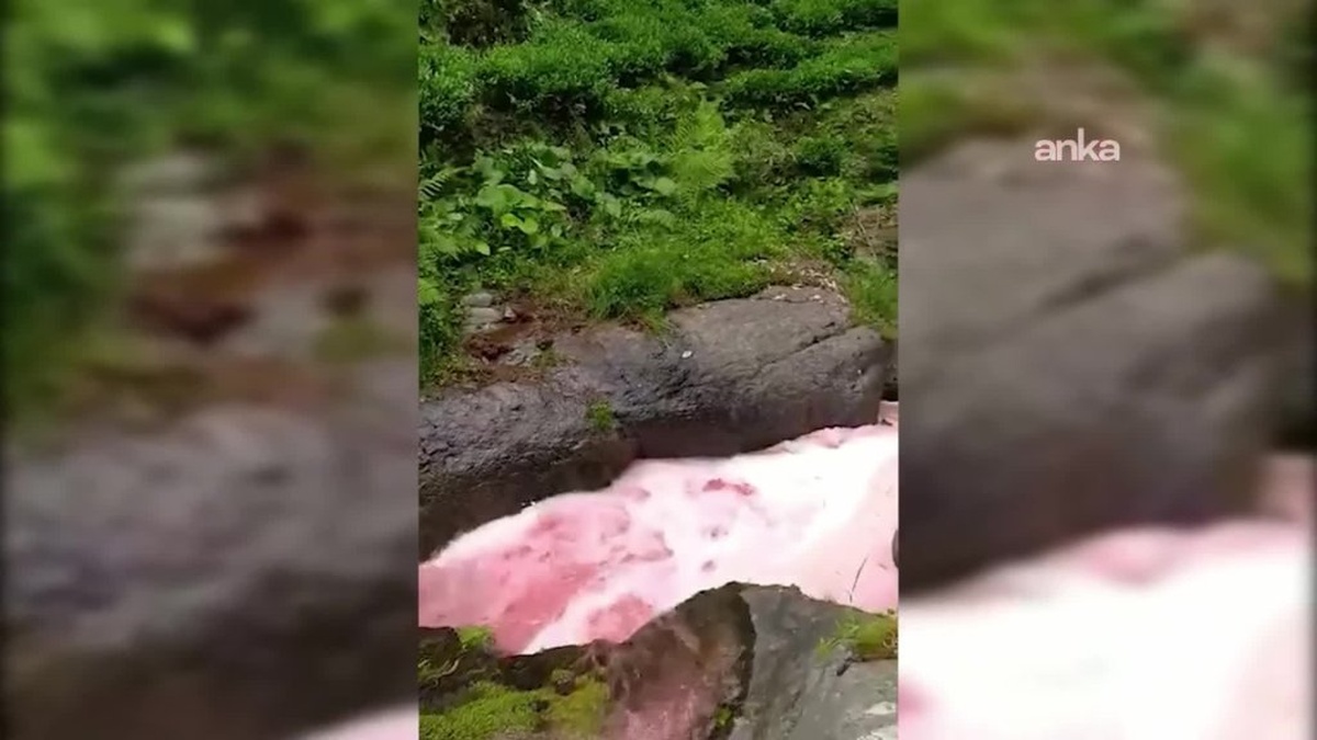 Rize'de derenin kırmızıya dönmesi endişe yarattı