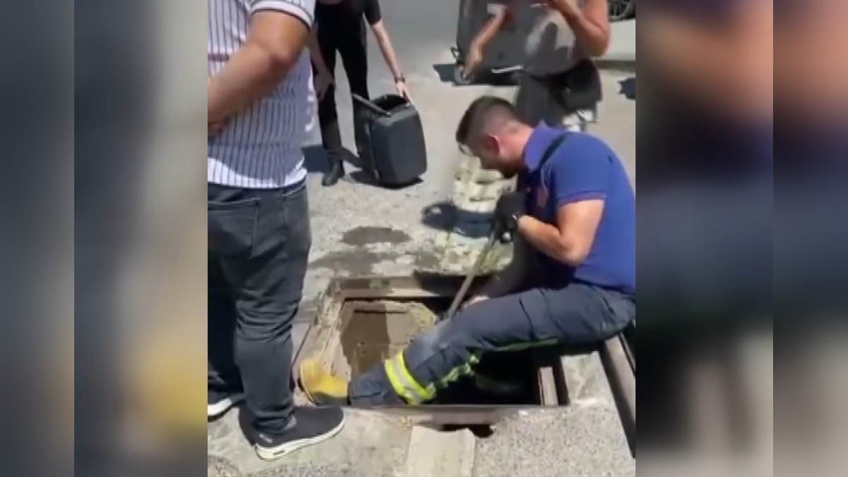Yalova'da yağmur suyu kanalında doğan 4 yavru kedi kurtarıldı