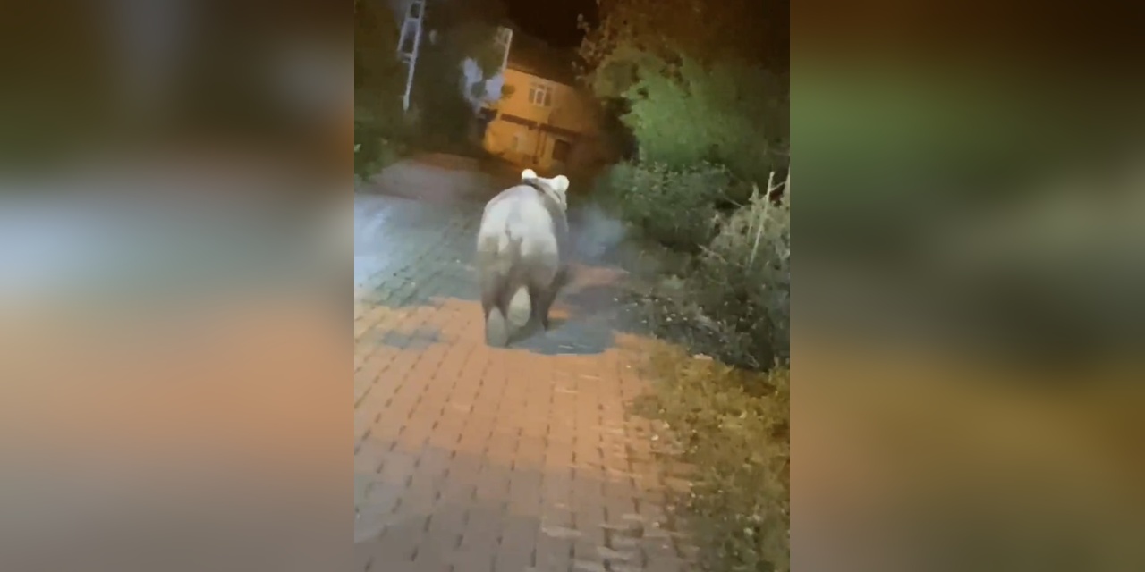 Bartın'da yola inen bozayı cep telefonu kamerasına yakalandı