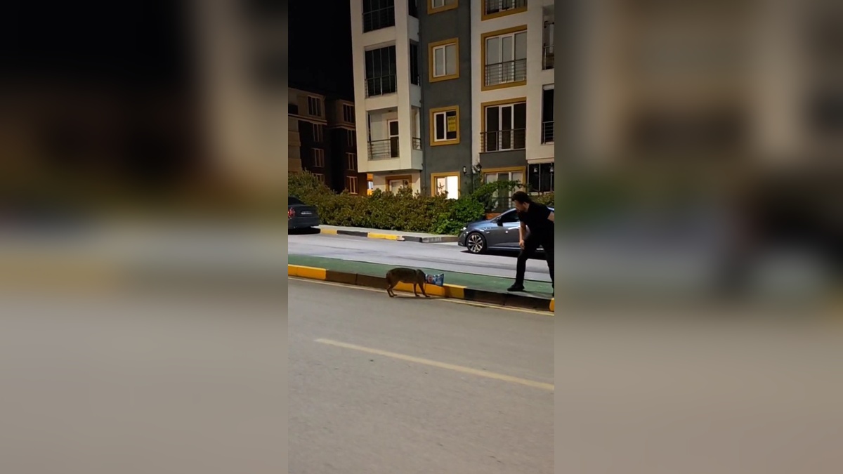 Karabük'te yolda başı poşete takılı çakal kurtarıldı