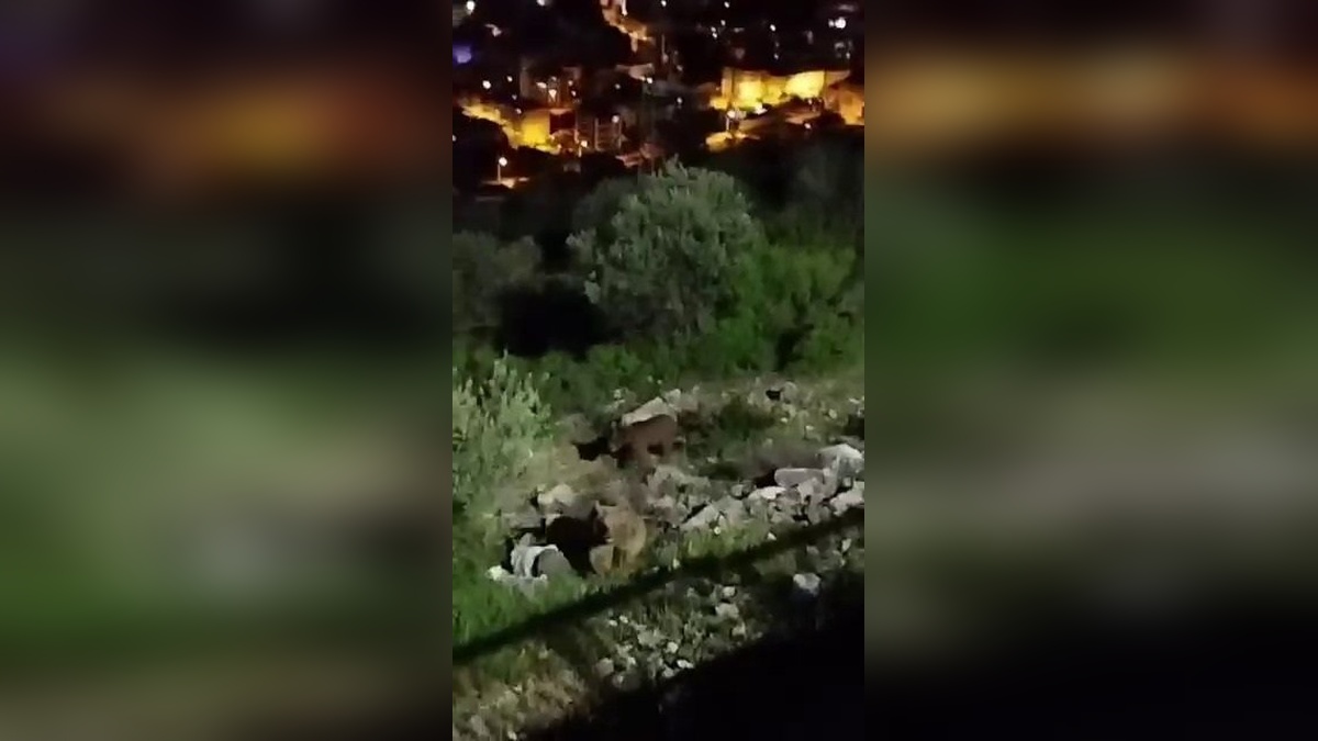 Pamukova'da 4 bozayı görüntülendi