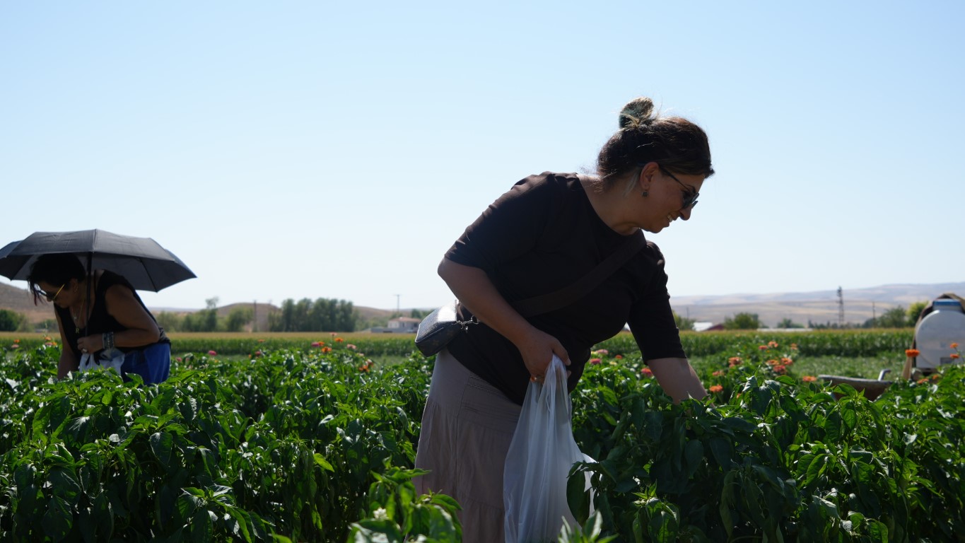 Rekor sıcaklara rağmen Ayaş domatesinin hasadı sürüyor: Tarladan sofraya tescilli lezzet