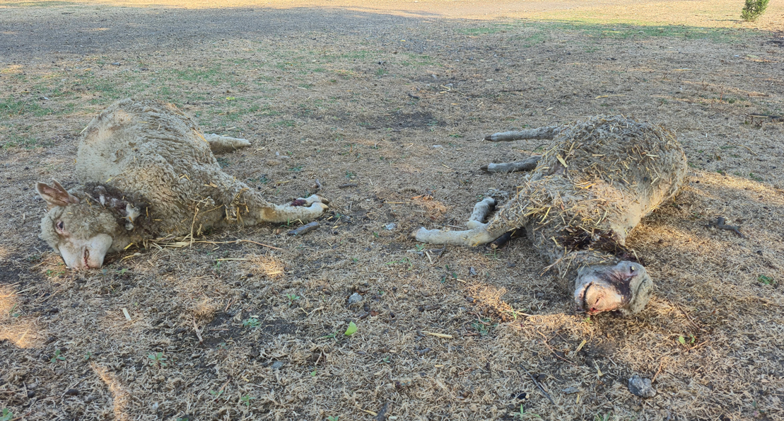 Ekran Görüntüsü 2025 07 18 142847