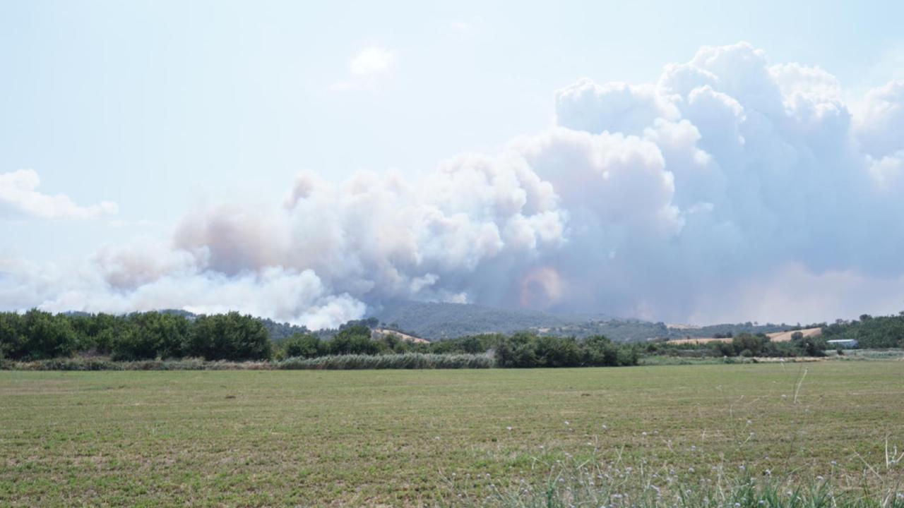 Orman Yangini 2387381