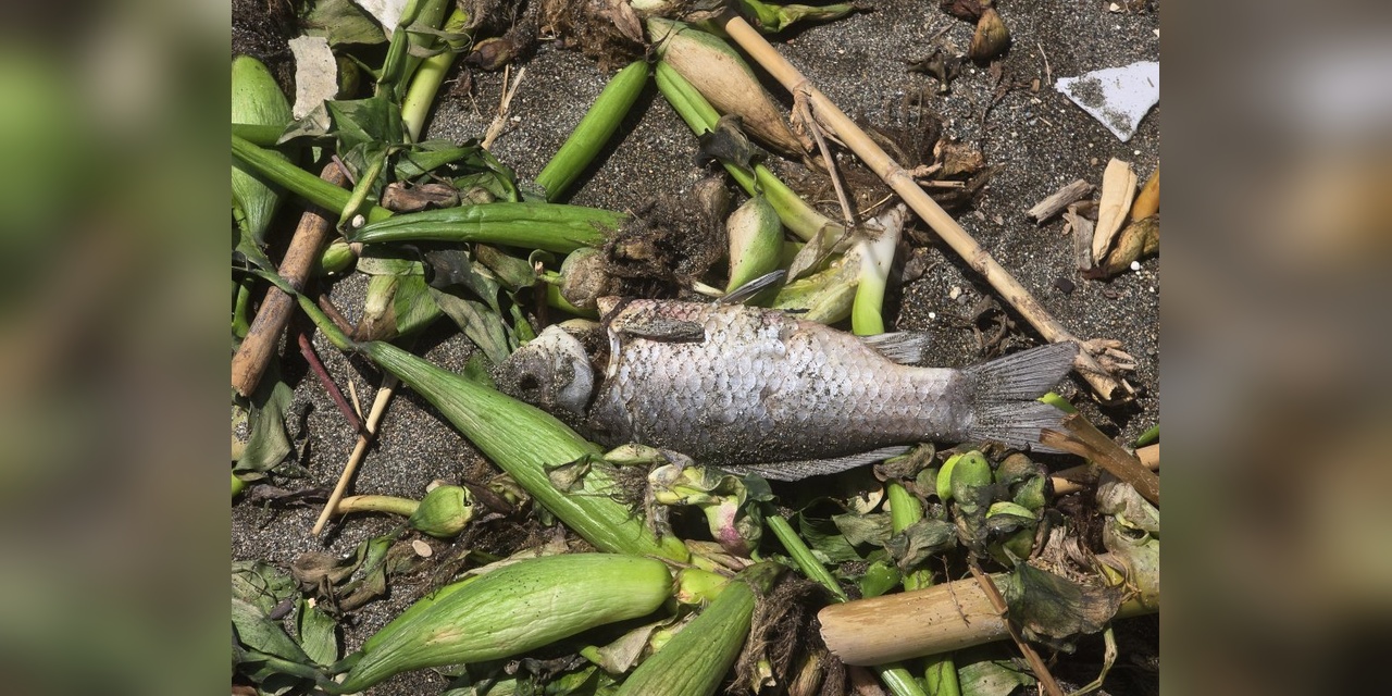 Samandağ'da Asi Nehri'nde balık ölümleri