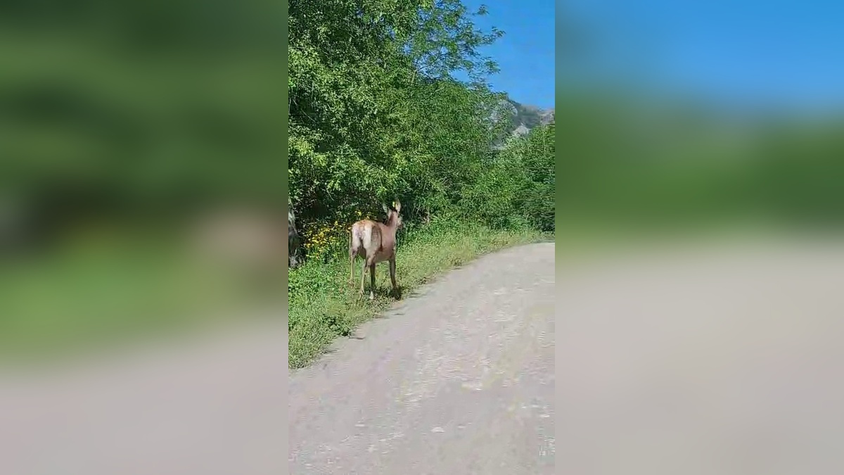 Pamukova'da orman yolunda karaca görüntülendi