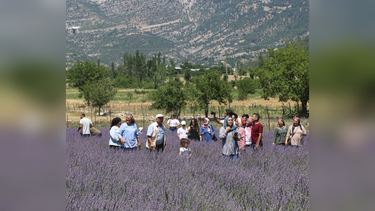 Feke'deki lavanta tarlaları turizm merkezi oldu