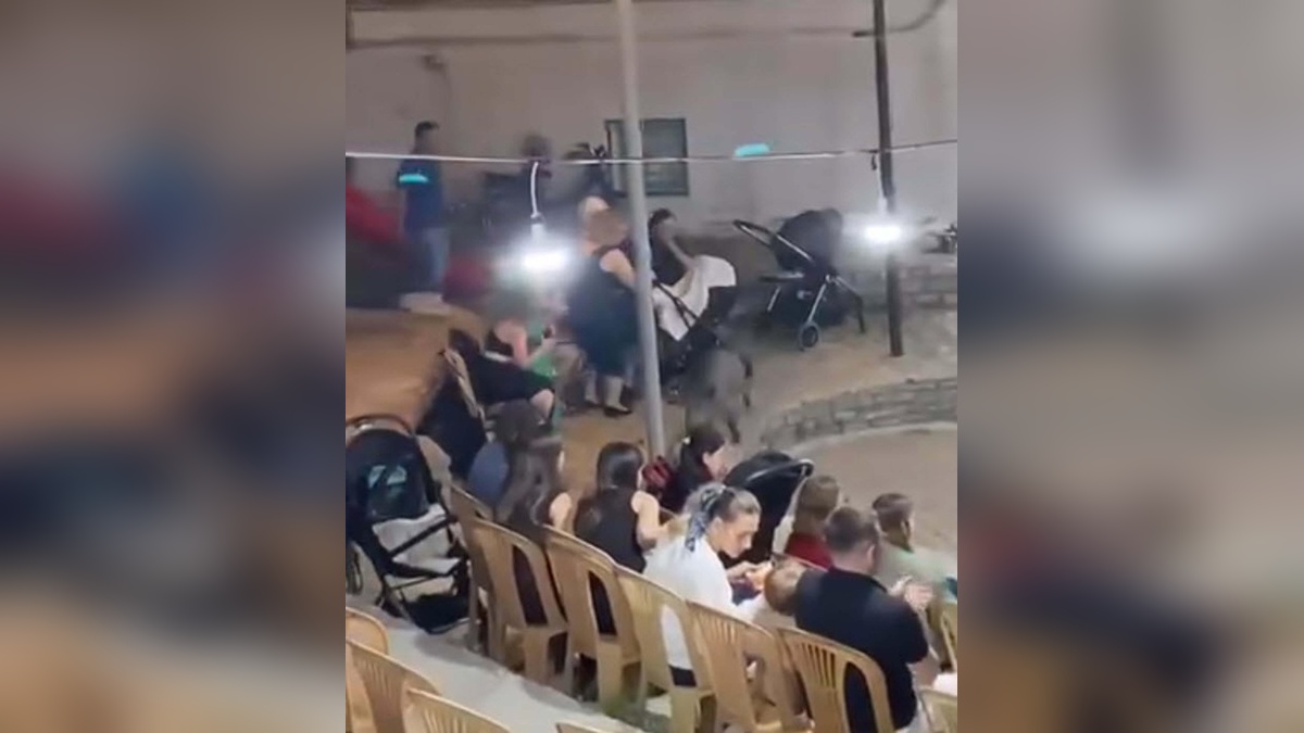 Bodrum'da sokak düğününde domuz paniği