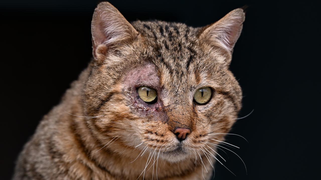 kedi-2316043.jpg