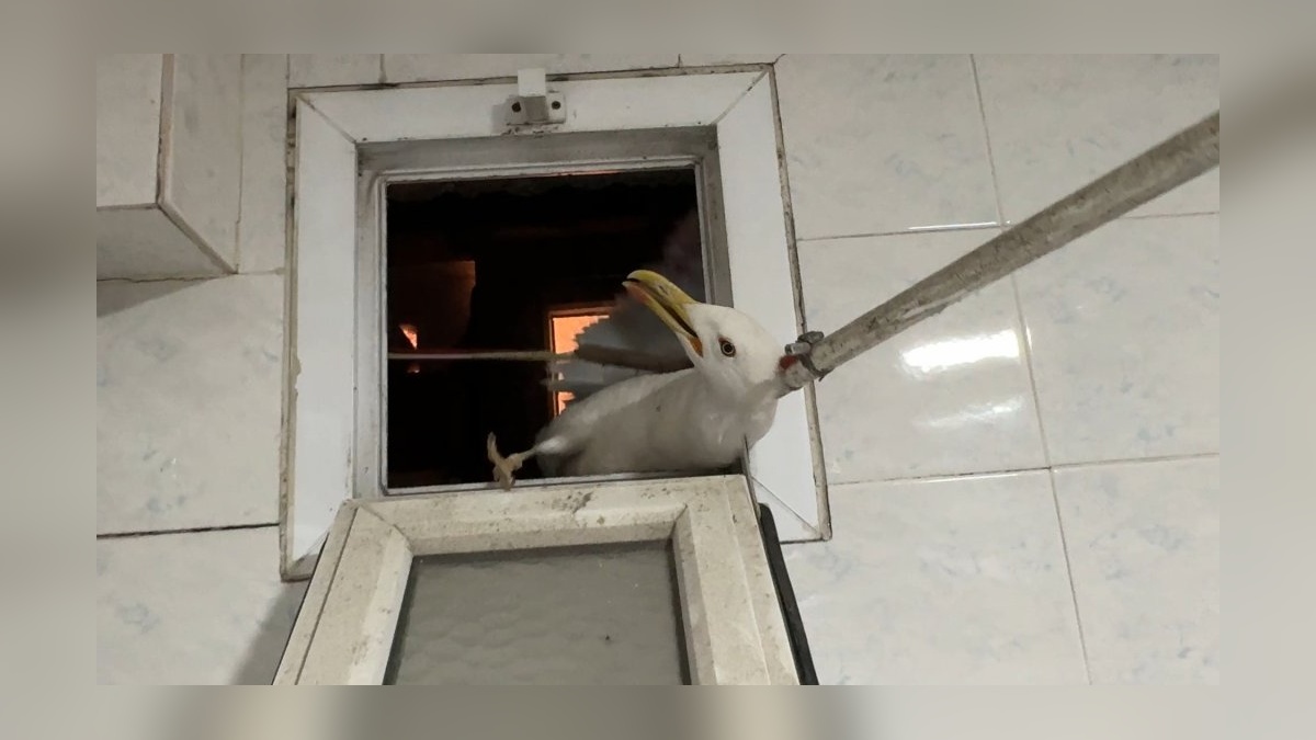 İstanbul'da martı üç gün havalandırma boşluğunda mahsur kaldı