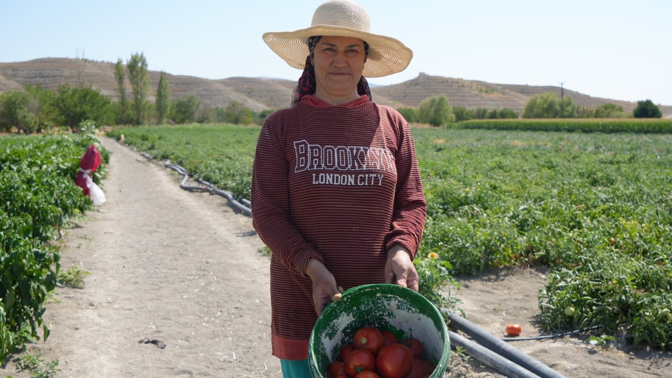 Rekor sıcaklara rağmen Ayaş domatesinin hasadı sürüyor: Tarladan sofraya tescilli lezzet