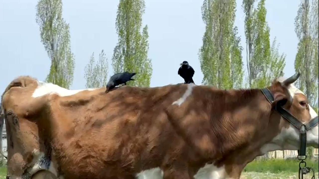 inek-karga-2365317.jpg