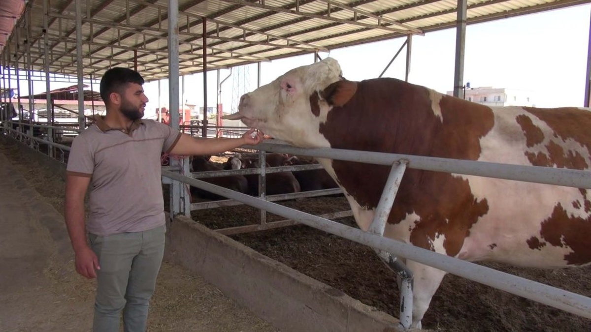 Reyhanlı'da 1 ton 400 kilo boğa: Kurban Bayramı'nda alıcısını bekliyor