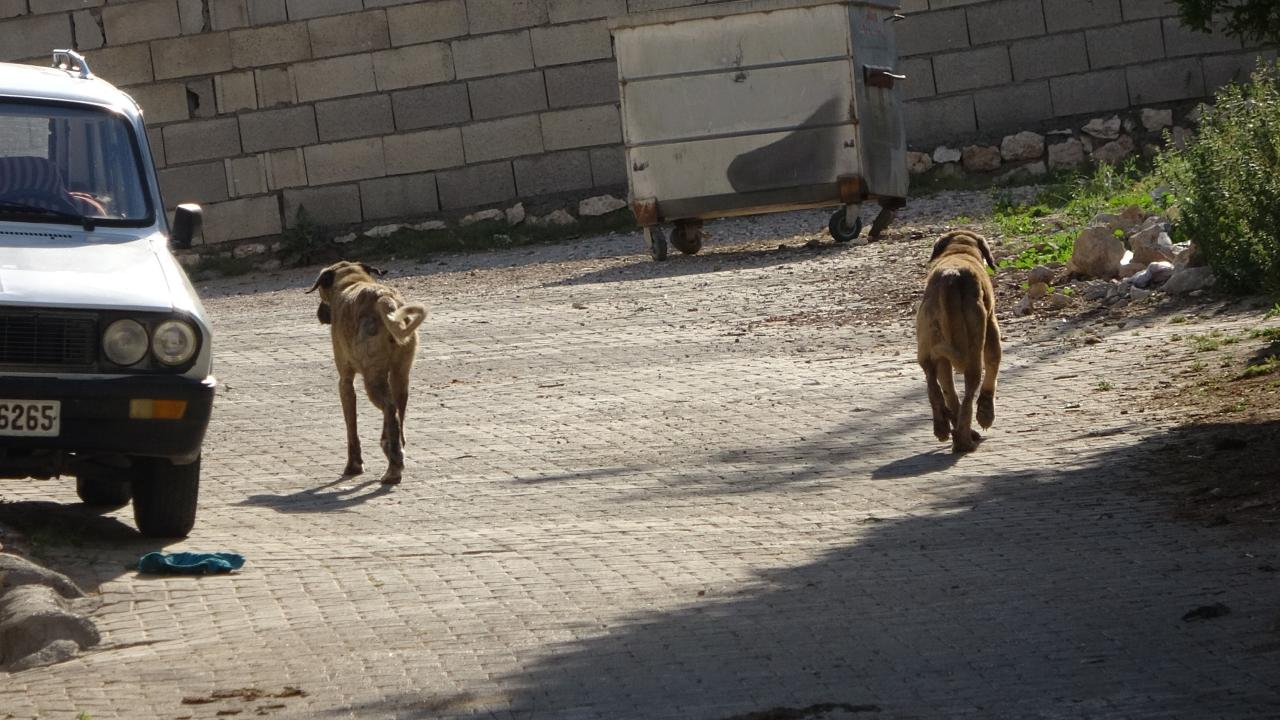 kopek-2358353.jpg