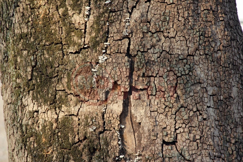 Asirlik Cinar Agaclari Kuruyor (2)