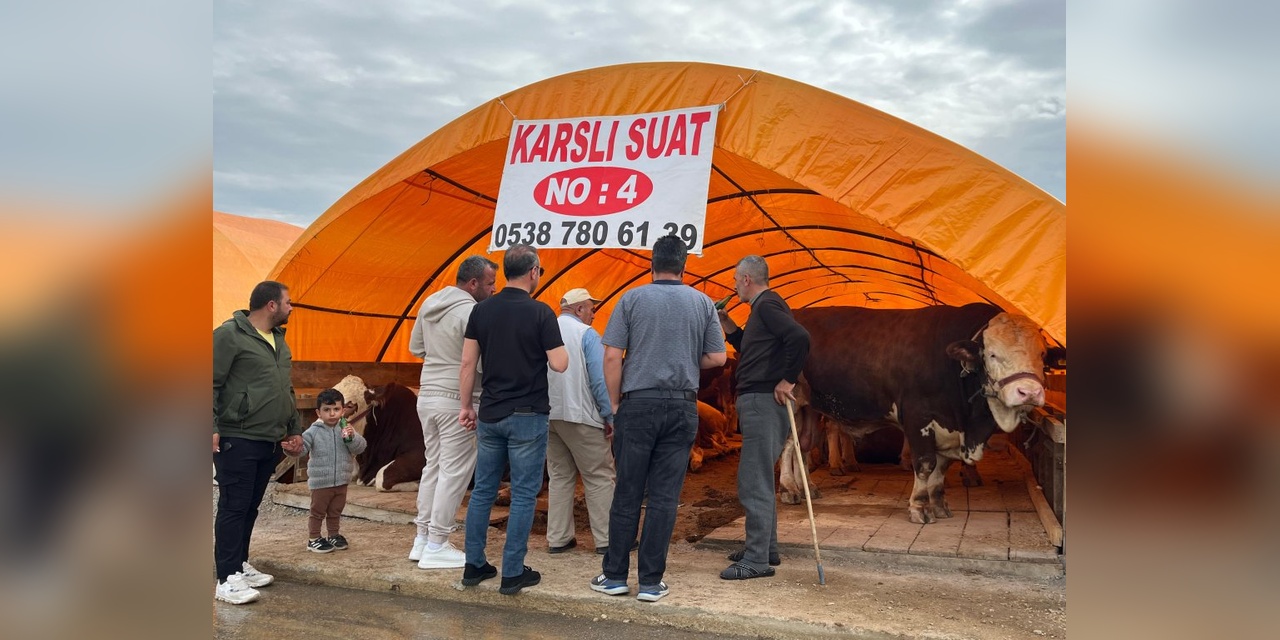 Ankara'da Kurban Pazarlarında Yoğunluk: 345 Bin TL'lik 'Paşa' isimli Boğa Gözde