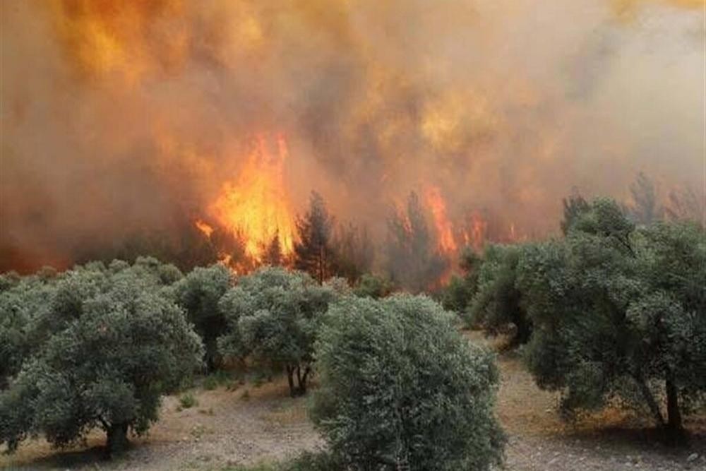 Manisa'daki orman yangını 20 saat sonra kontrol altına alındı: 2 kişi  gözaltına alındı - Evrensel
