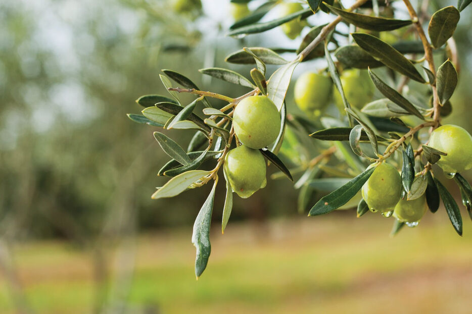 zeytin-agaci-9c1b.jpg