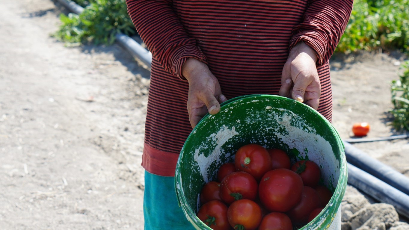 Rekor sıcaklara rağmen Ayaş domatesinin hasadı sürüyor: Tarladan sofraya tescilli lezzet