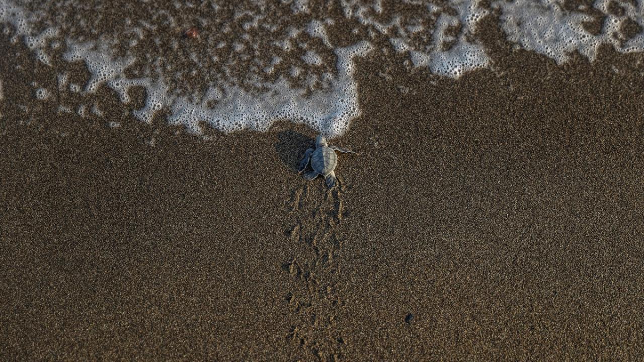 caretta-caretta-mersin-a-2390672.jpg