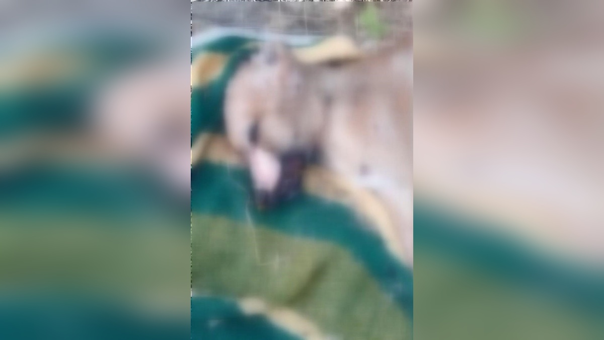 Esenyurt'ta köpek hırsızlığı ve işkence: Bir köpek öldürüldü, biri yaralandı