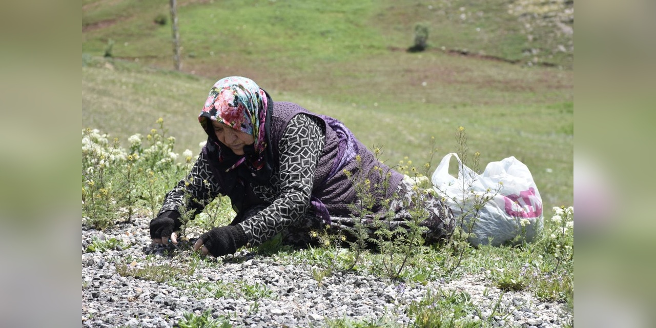 Sivas'ta Madımak Otu Pazarlarda Yerini Aldı: Kilosu 150 TL'ye Kadar Çıktı