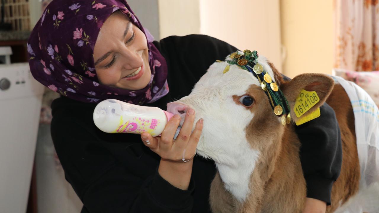 buzagi-2360595.jpg