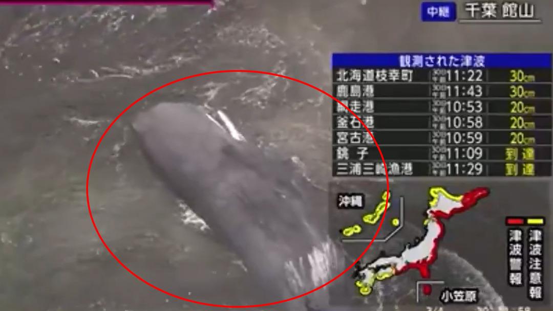 Japonya’daki tsunami dalgaları sırasında çok çarpıcı görüntü! Balinalar kıyıya vurdu… 1