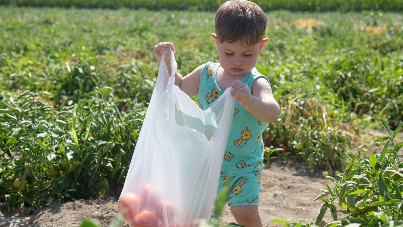 Rekor sıcaklara rağmen Ayaş domatesinin hasadı sürüyor: Tarladan sofraya tescilli lezzet