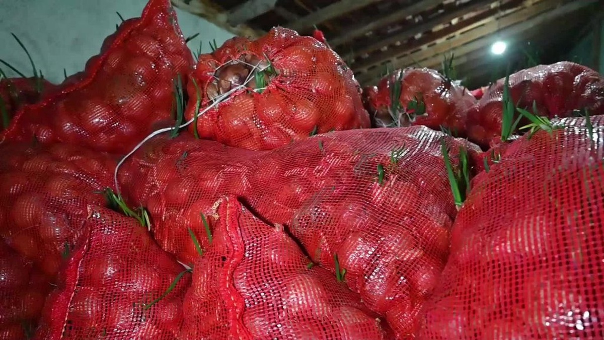 Yozgat ve Çorum'da Soğan Üreticileri Zararda: 'Maliyetini Kurtaramıyoruz'
