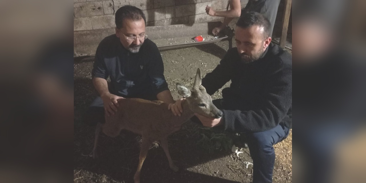 İslahiye'de köpek saldırısından kurtarılan karaca tedavi altına alındı