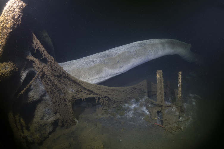 Marmara Depremi'nin deniz altındaki izleri görüntülendi