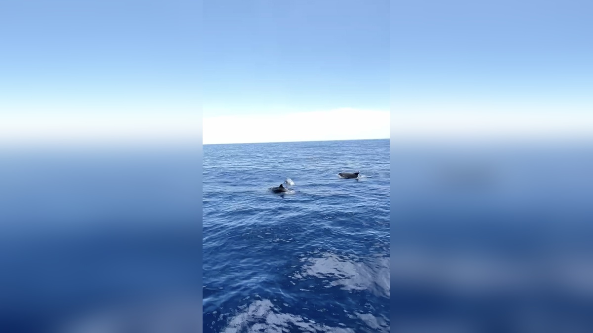 Alanya'da yunuslar tekne turuna eşlik etti