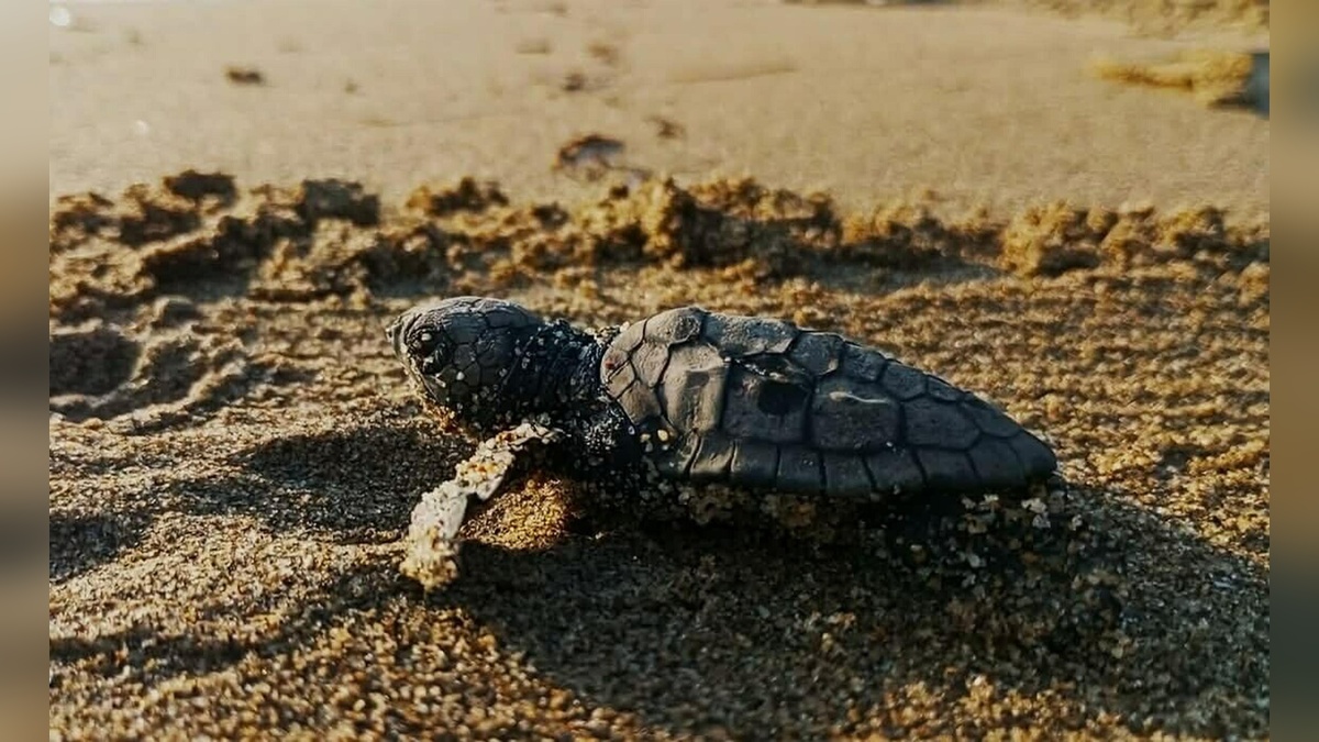 Kuşadası'nda yılın ilk caretta carettaları denize ulaştı