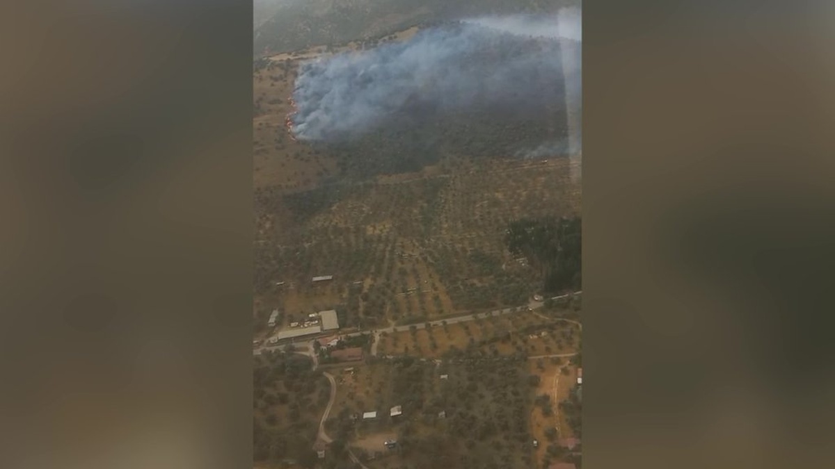 İzmir'de zeytinlik yangını kontrol altına alındı